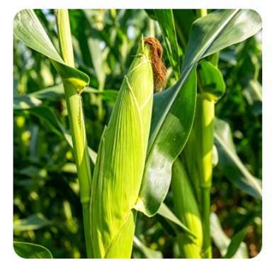Yiman Agriculture ขยายการจัดหาวัตถุดิบอาหารสัตว์และอาหารสัตว์คุณภาพสูงทั่วโลก