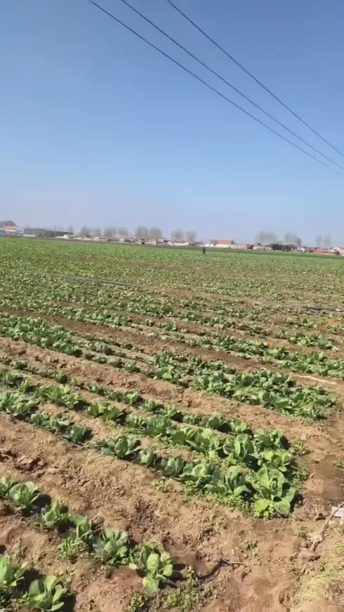 จุดแข็งหลักใดที่ทำให้ Yiman Agriculture เป็นซัพพลายเออร์ในอุดมคติของคุณสำหรับโครงการนำเข้ากะหล่ำปลีดองจำนวนมาก